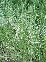 Brome des toits - Bromus tectorum (prise a Lens, P-de-C)(2)